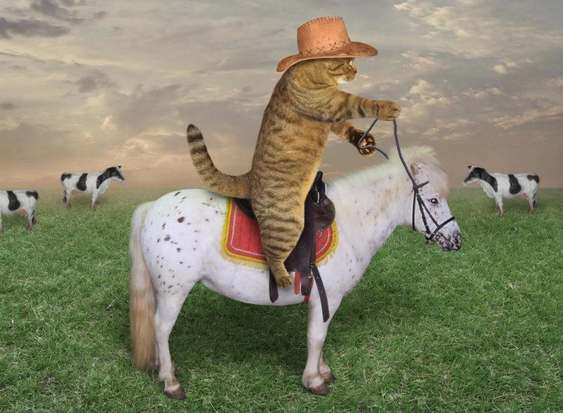 Cat-wrangling on the high prairie: balancing work and business travel